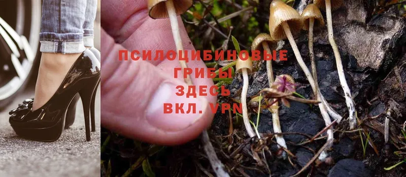 Псилоцибиновые грибы Magic Shrooms  где купить наркоту  Морозовск 